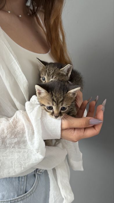 Бесплатно котята