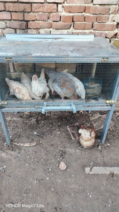 Клетка за пилета, зайци гълъби