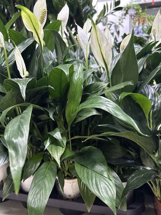 Женское счастье недорого