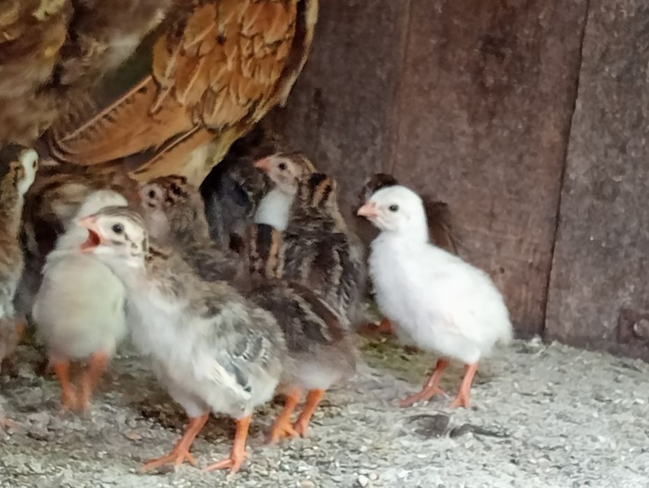 pui de bibilica la doua săptămâni