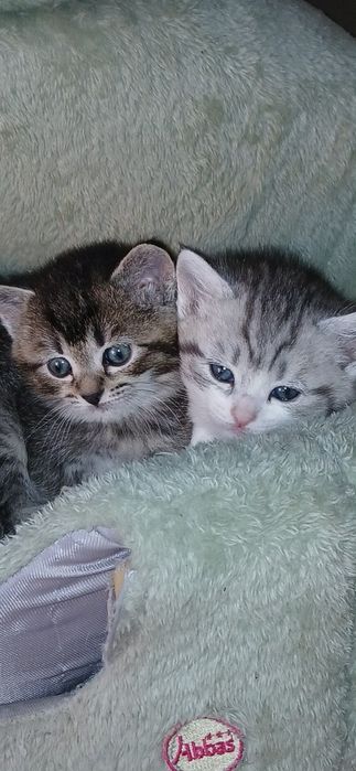 Мушукчалар 4 дона