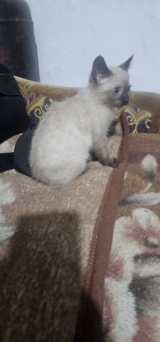 Отдам девочка скотиш страйд