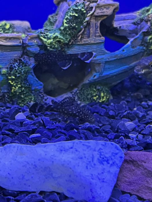 Мальки сом анциструс