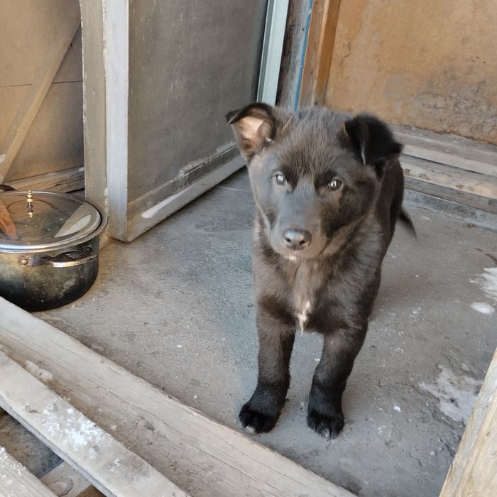 Отдам в добрые руки