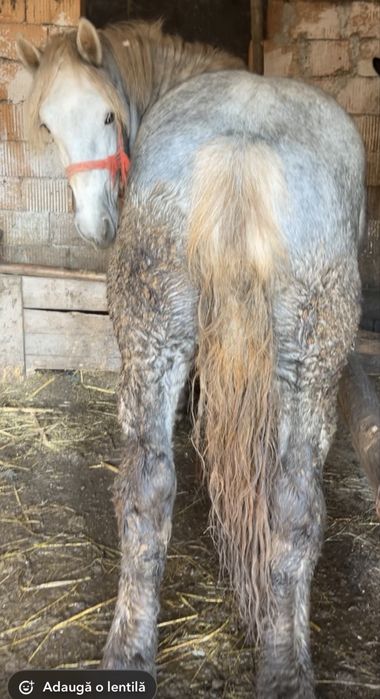 Vând un mânz de un an si 9 luni