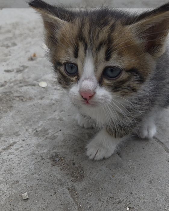 Отдам котят срочно. 1месяц