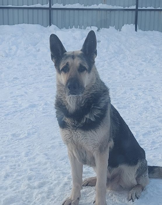 Вязка с Вео-чемпионом