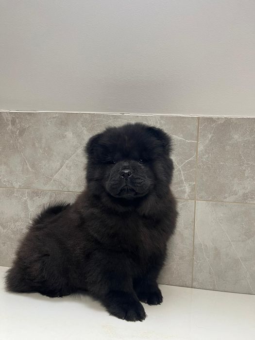 Pui Chow Chow femela
