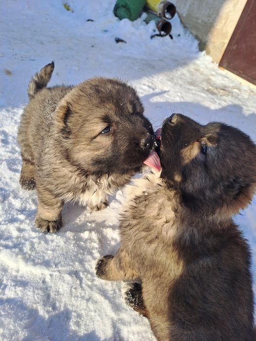 Продам щенков кавказкой овчарки