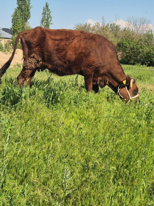 Қысыр сиыр сатылады