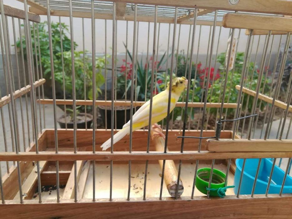 Канарейка нар сотилади.