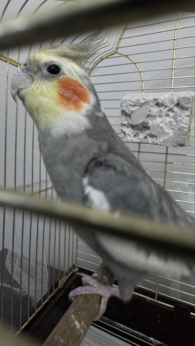Продам говорящего попугая