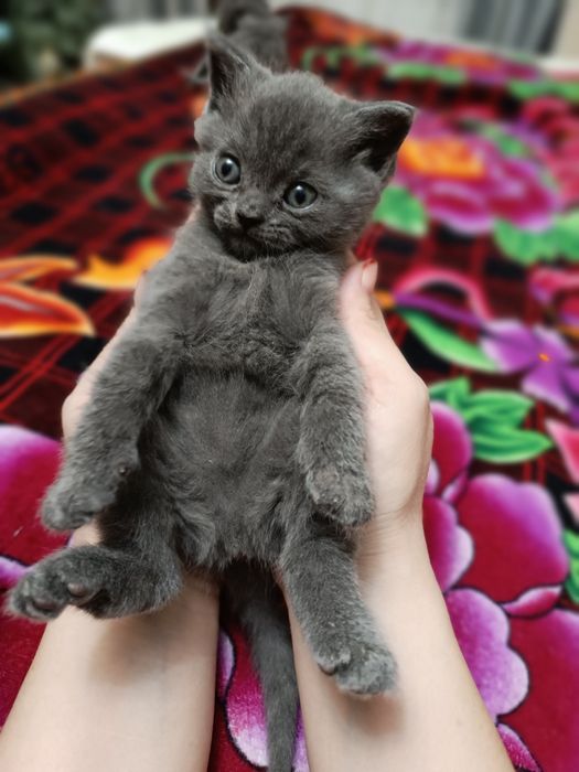 Продам котят британцев