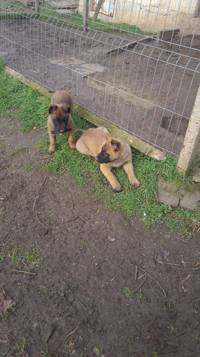 Малиноа - белгийска овчарка