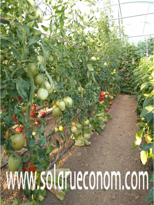 Solar(sera) de gradina, 1427 lei (standard 3x4, teava ng, fara folie )