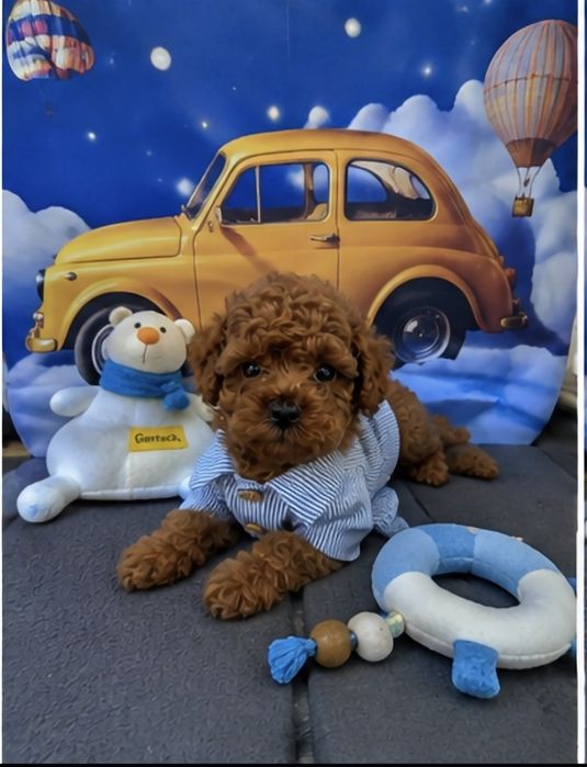 Пудел той Poodle toy с родословие  генетични тестове на родитерите Момче