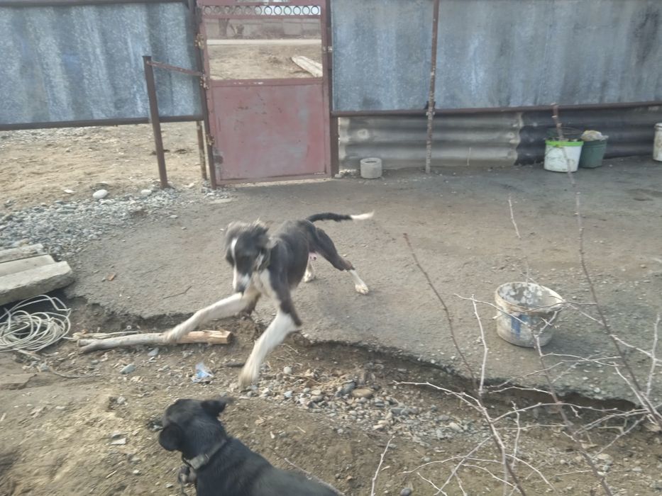 Продам тазы чистокровный