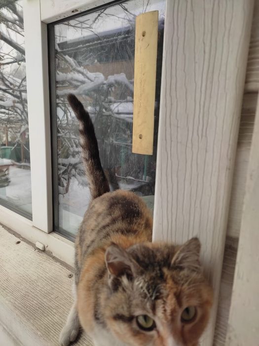 Кошка, 5-6 месяцев