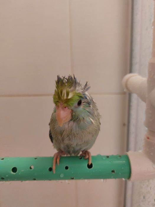 Papagal forpus mascul – crescut la seringă, foarte sociabil