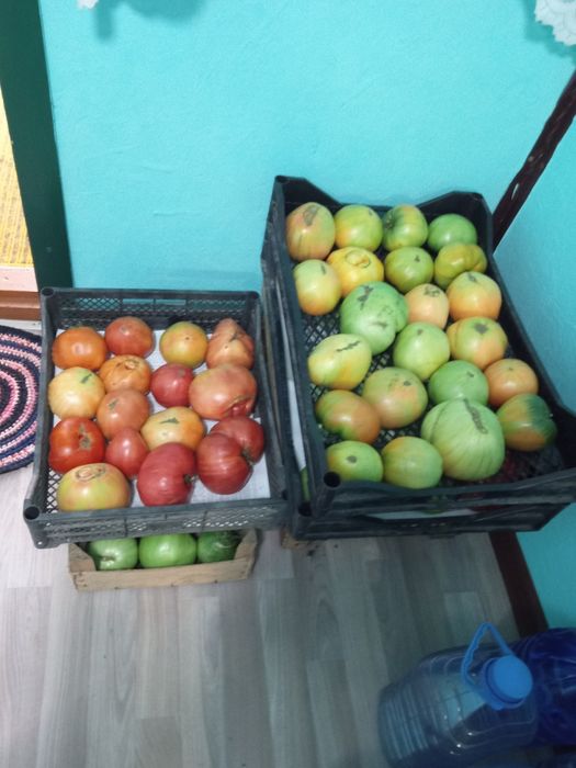 Продам домашние помидоры