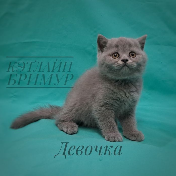 Британские котята!  Питомник!