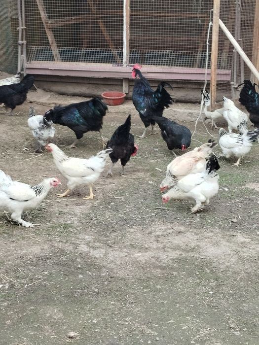 Цыплята породы Брама.