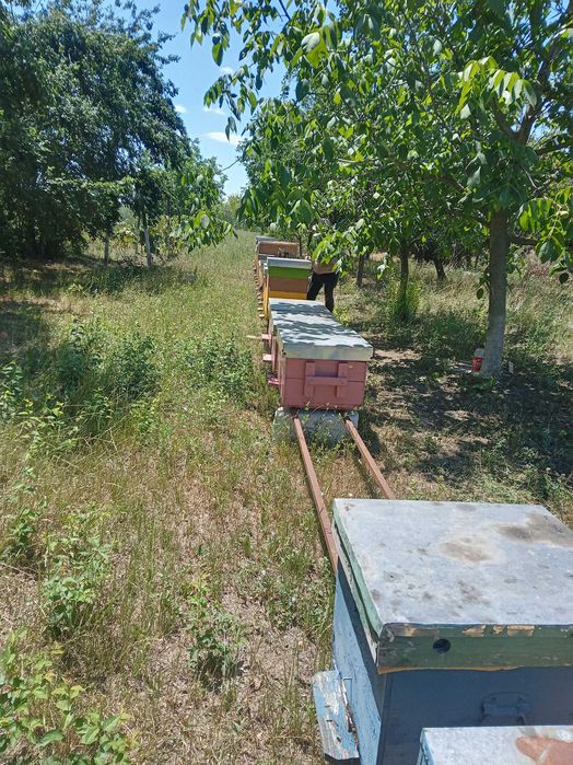 Miere de albina NATURALĂ