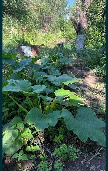 Срочно продам дачу в Текели