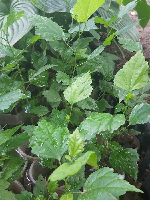 Гибискус травянистый