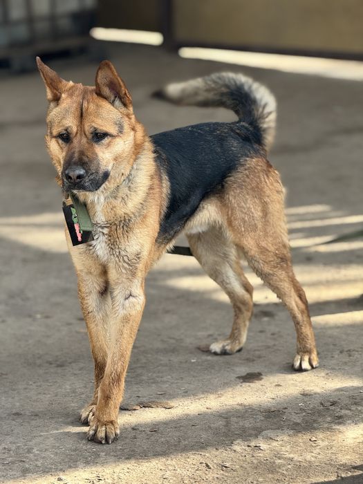 Ищем дом для молодого кабеля Алекса.