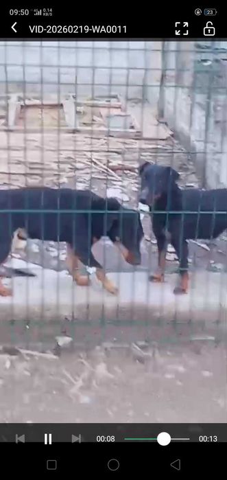 Ягтерьер ұрғашы и еркек