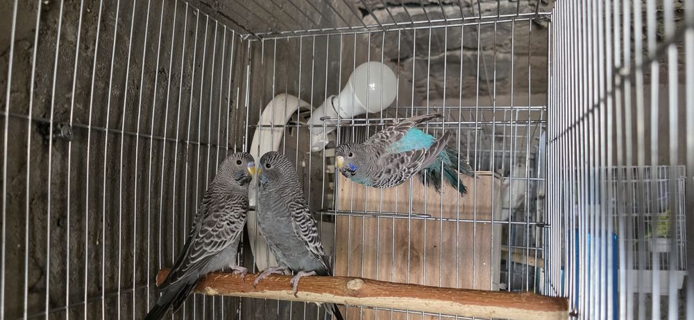 Qush dabl black sotiladi para tayyor