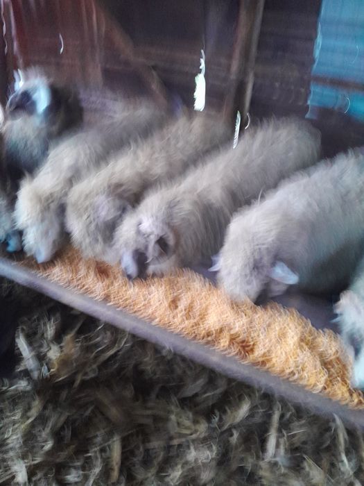 Noatini de vînzare .