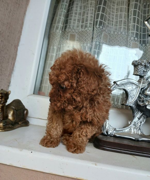 Пудел той/ he  poodle