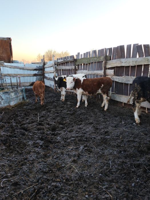 Продам быков 5 штук