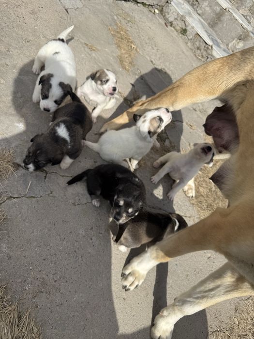 Щенки продаются