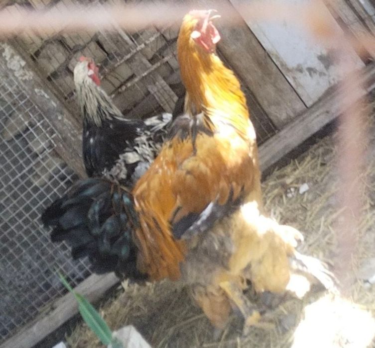 Брама жужалар сотилади гиган