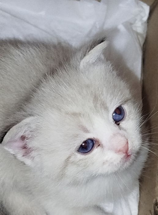 Mushu bolasi sotiladi