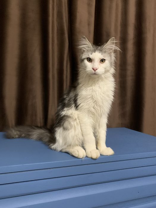 Мальчик мейнкун с родословной