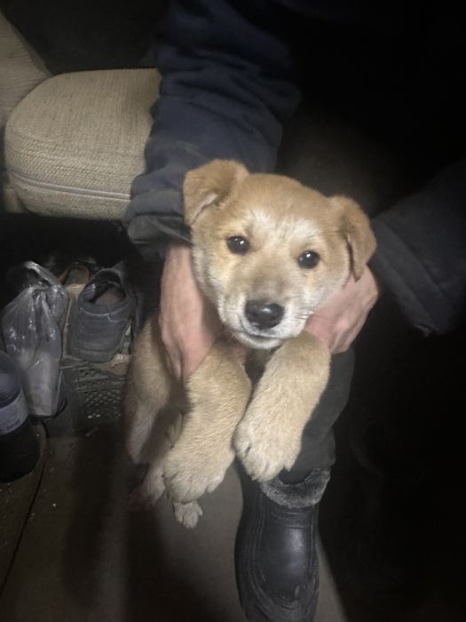 Отдам щенка в добрые руки