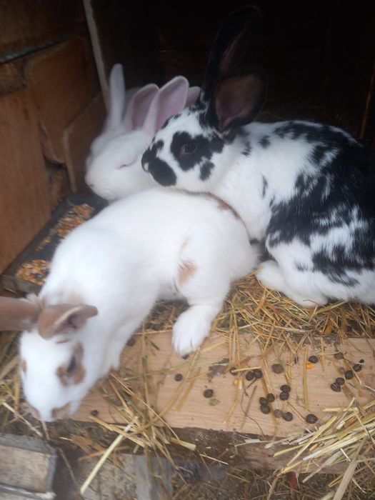 Hycol francez și metiș