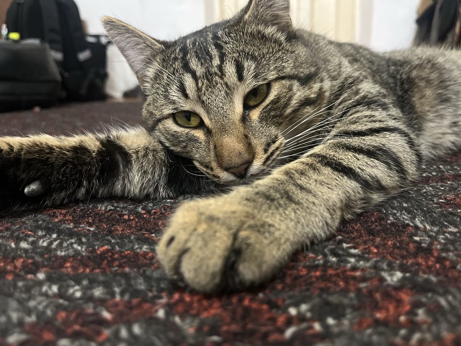 Еркек мысық тегін