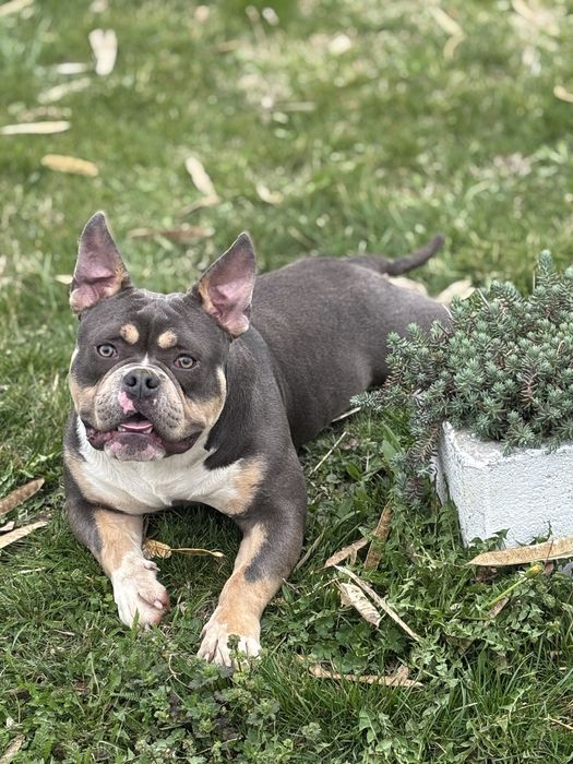 American bully pocket