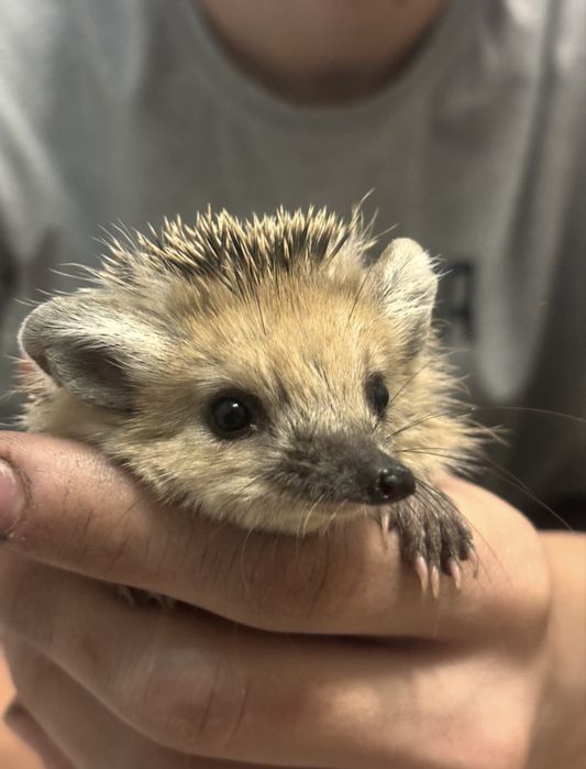 Продам ёжика малыша