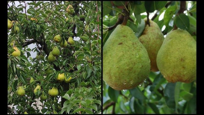 Pomi Fructiferi Stravechi Glia Stramoseasca (Păr )