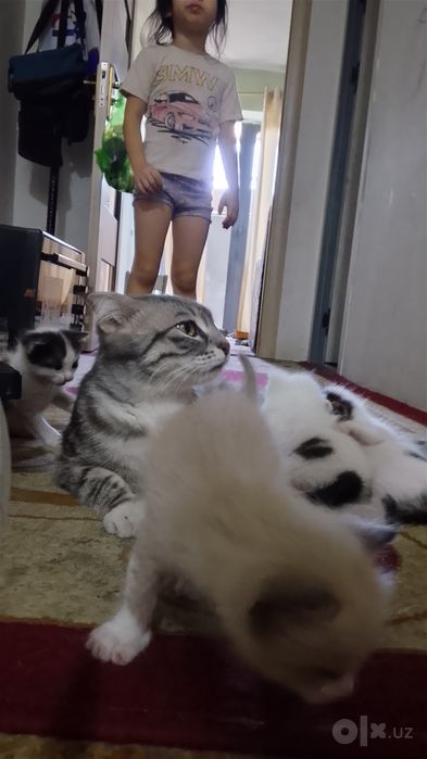Выслоухая кошка с детьми 500000