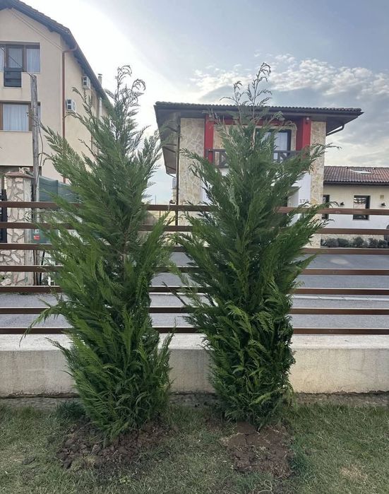 Leylandii Chiparos