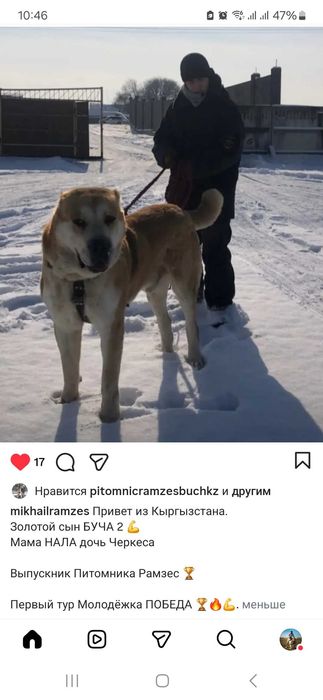 Сука 2 года дочка Буча 2