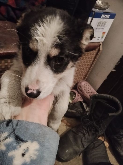 Отдам щенка в хорошие руки