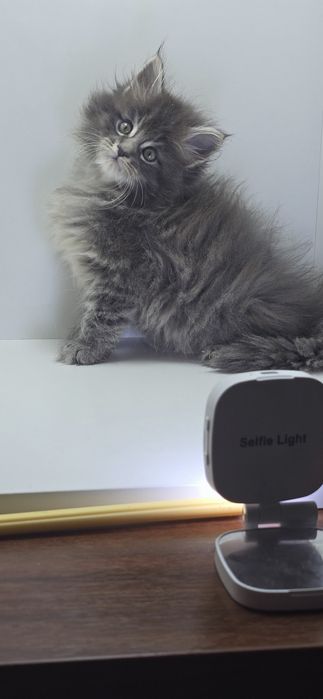 Мейн_кун мальчик